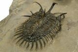 Short-Fork Walliserops Hammi Trilobite With Morocops #344580-7